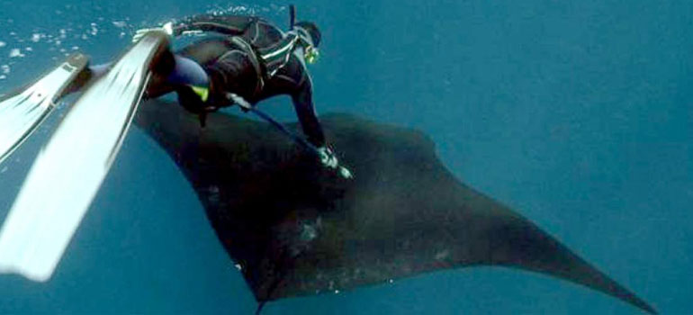 La ballena azul de Galápagos cuenta con rastreo satelital